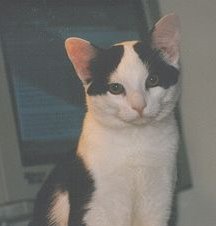 The Brains of The Outfit